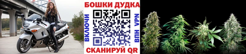 купить  цена  Мураши  Бошки Шишки ГИДРОПОН 